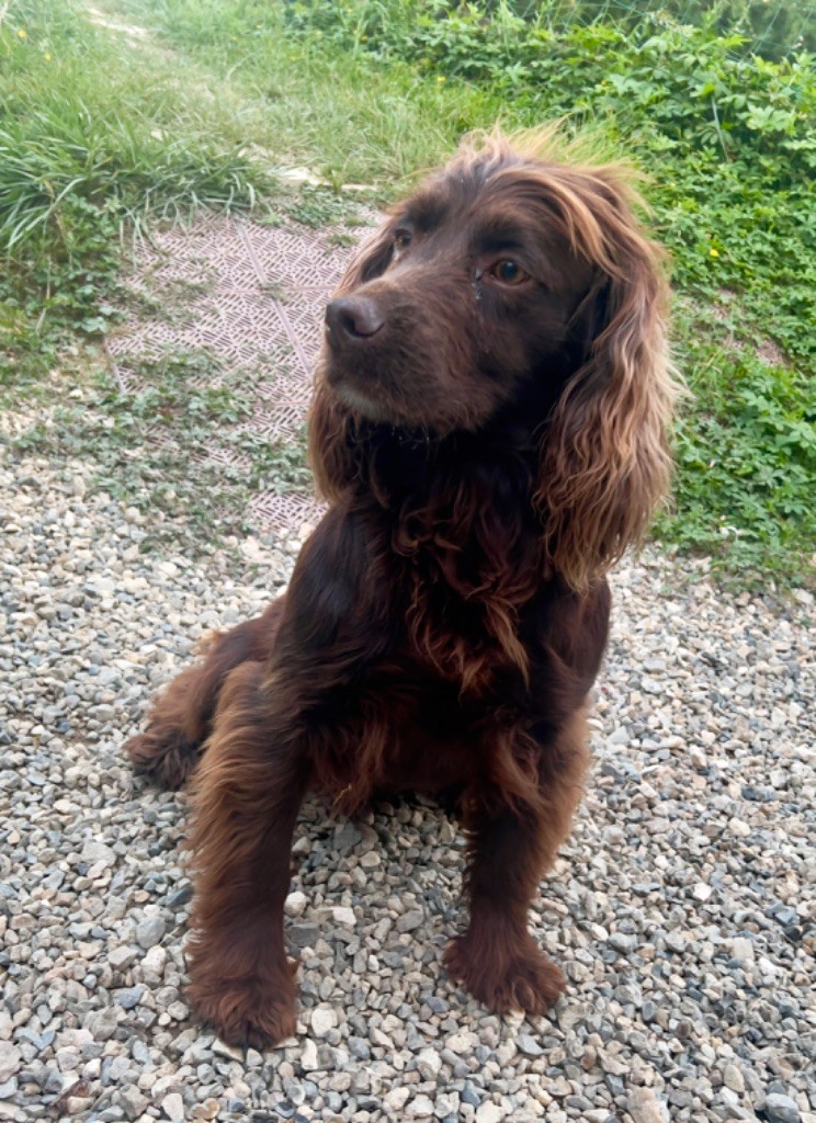 Les Cocker Spaniel Anglais de l'affixe des petits Castors